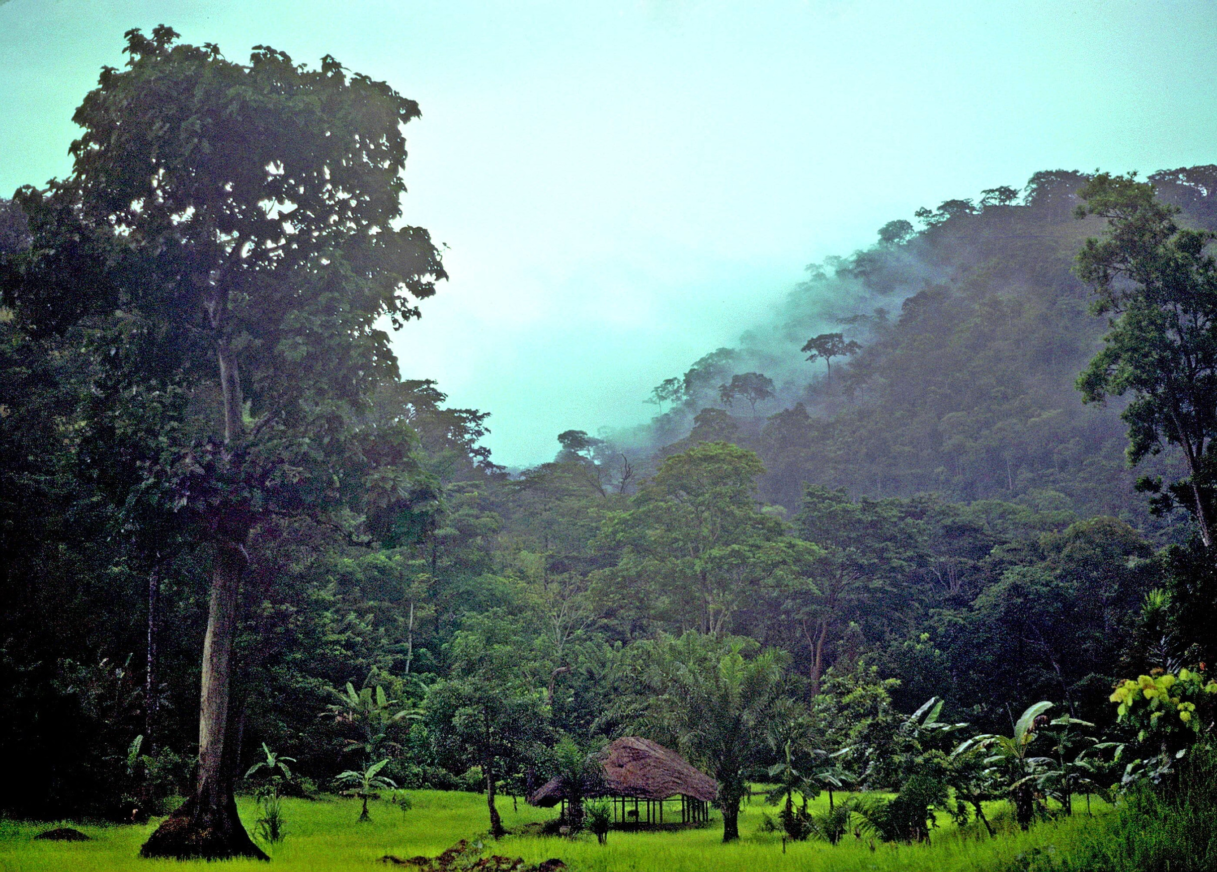 An Image Of The Togo Rainforest