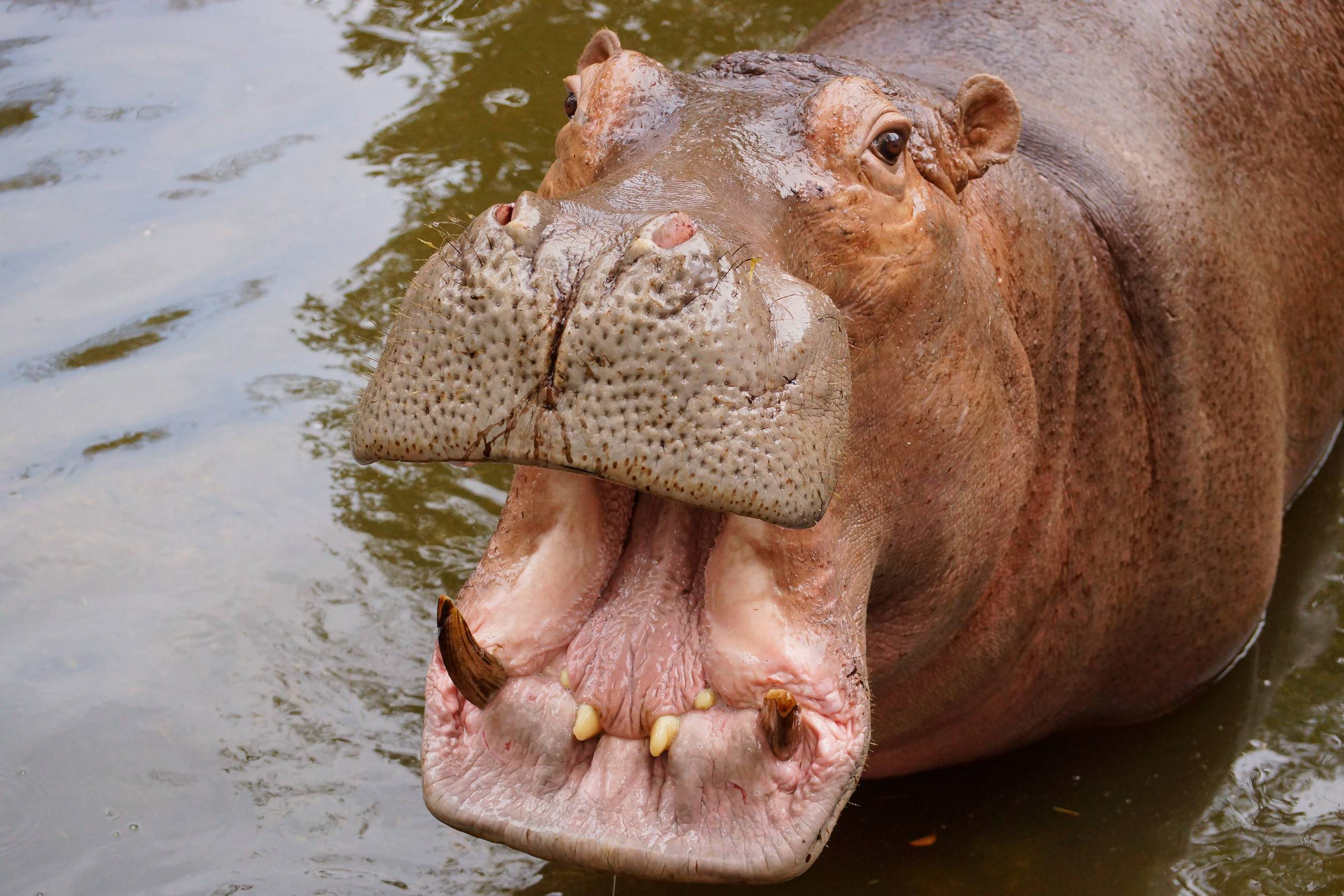 Hippopotamuses Surfacing In Calm Wetland Waters At Sunset