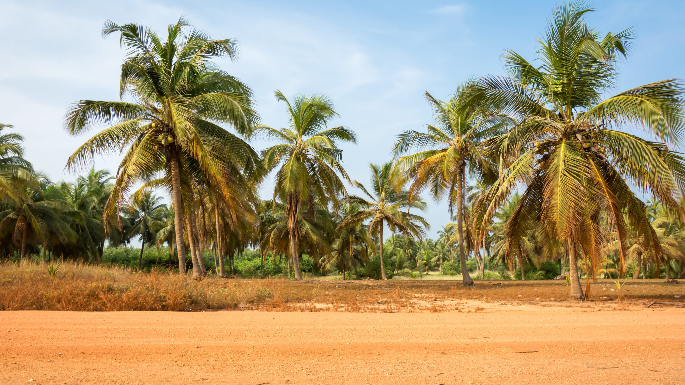 Palm Trees In Benin