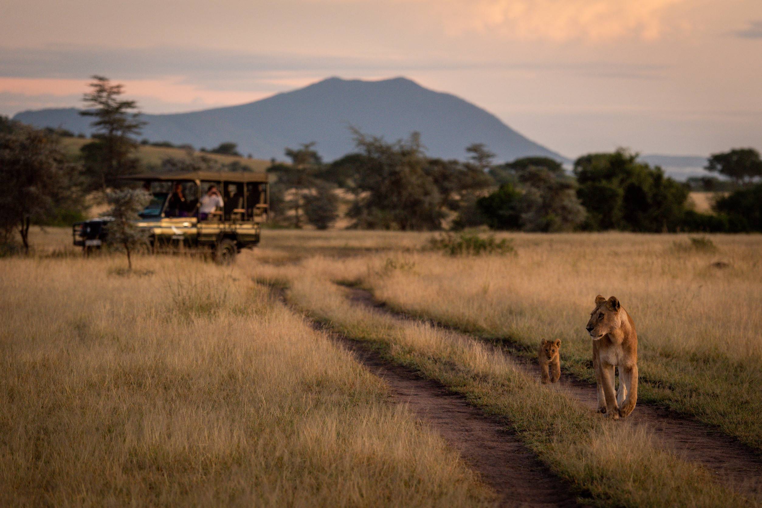 Photographers In Truck Shoot Lioness With Cub Photographers In Truck Shoot Lioness With Cub