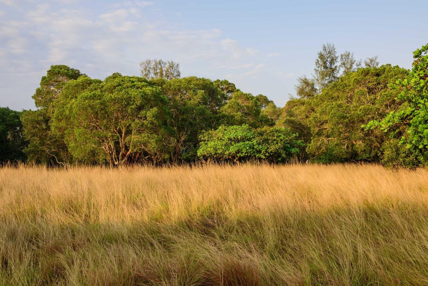 Quiet Woodland And Savannah Forest Habitat In Deux Bales