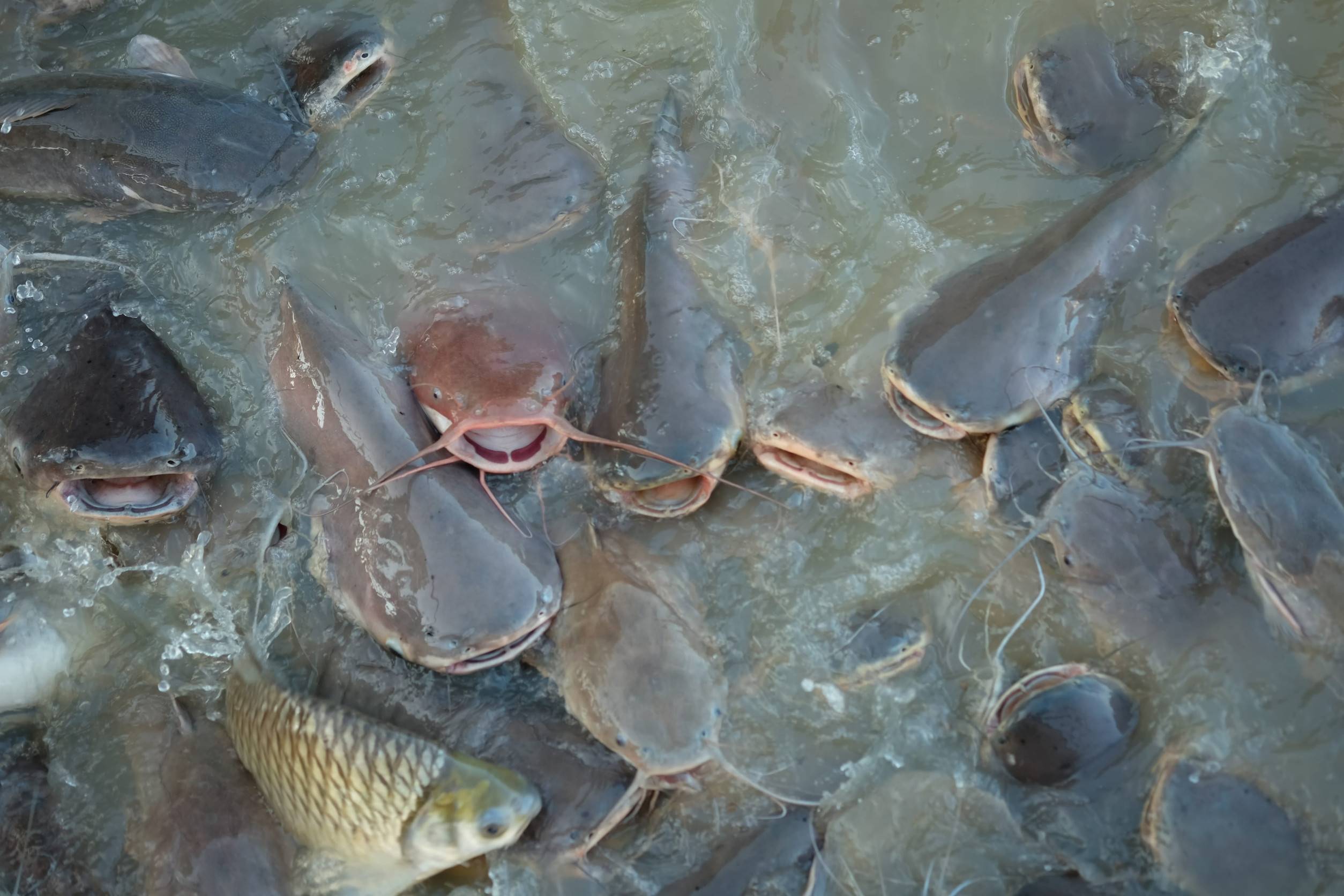 Sacred Dafra Pond With Giant Catfish In Bobo Dioulasso